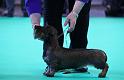 Crufts_dachshunds 816